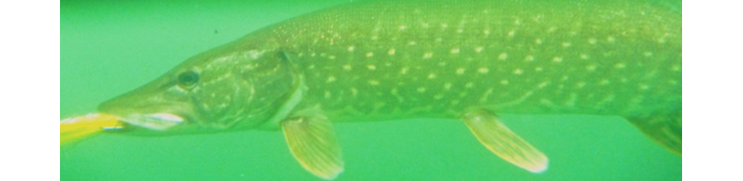 PIKE KIT 